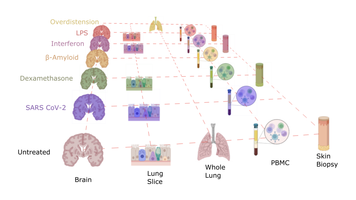 Diagram showing that different human tissues will be investigated in several different states