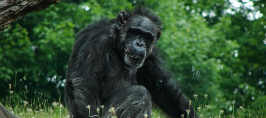 An image of a chimpanzee