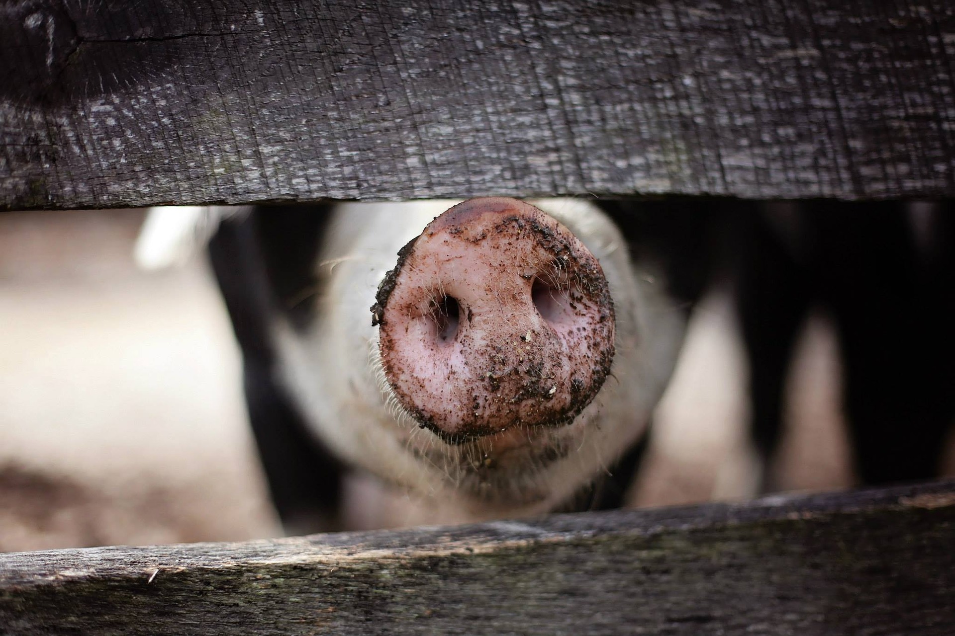 Stem cell approach to aid study of pig infections